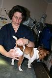 JACK RUSSEL - GLANDES ANALES 017